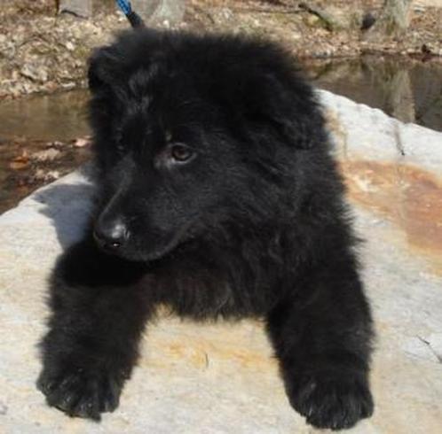 Black Longhair German Shepherd Puppy